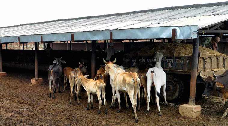 Rajasthan: This cow shelter runs with corporate efficiency earns millions