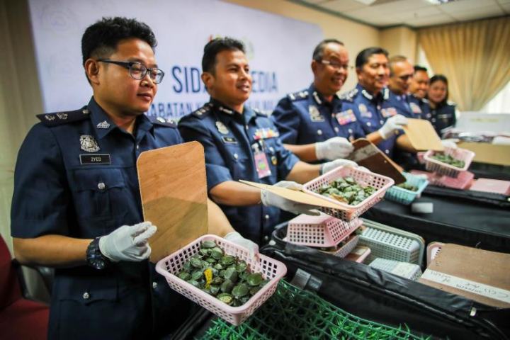   2 Indian Men Attempt To Smuggle Over 5,000  Terrapins To Malaysia