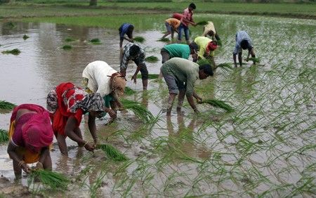 Summer crop planting lags as monsoon rains remain patchy