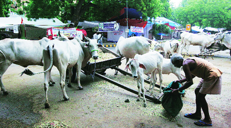 Ban On Beef In Maharashtra.