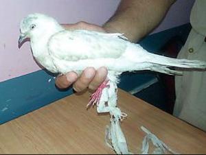 Under-Cover Spy’ Pigeon From Pakistan Taken Into Custody By Punjab Police