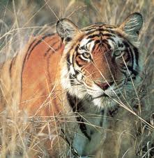 India tiger killings: Hunt on after seventh victim found