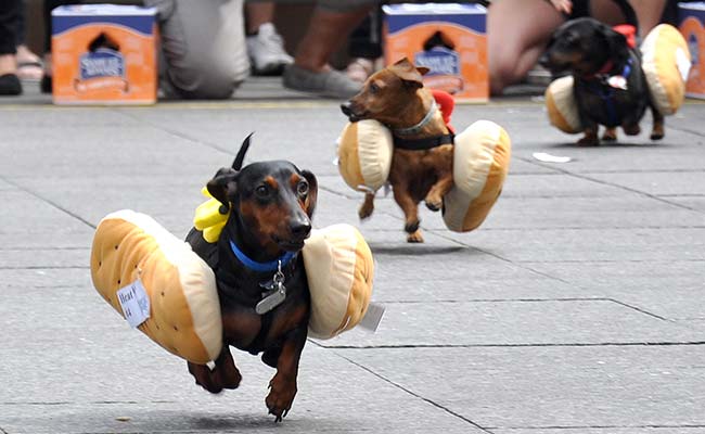 Check out! These Hotdogs are on  the run!!!