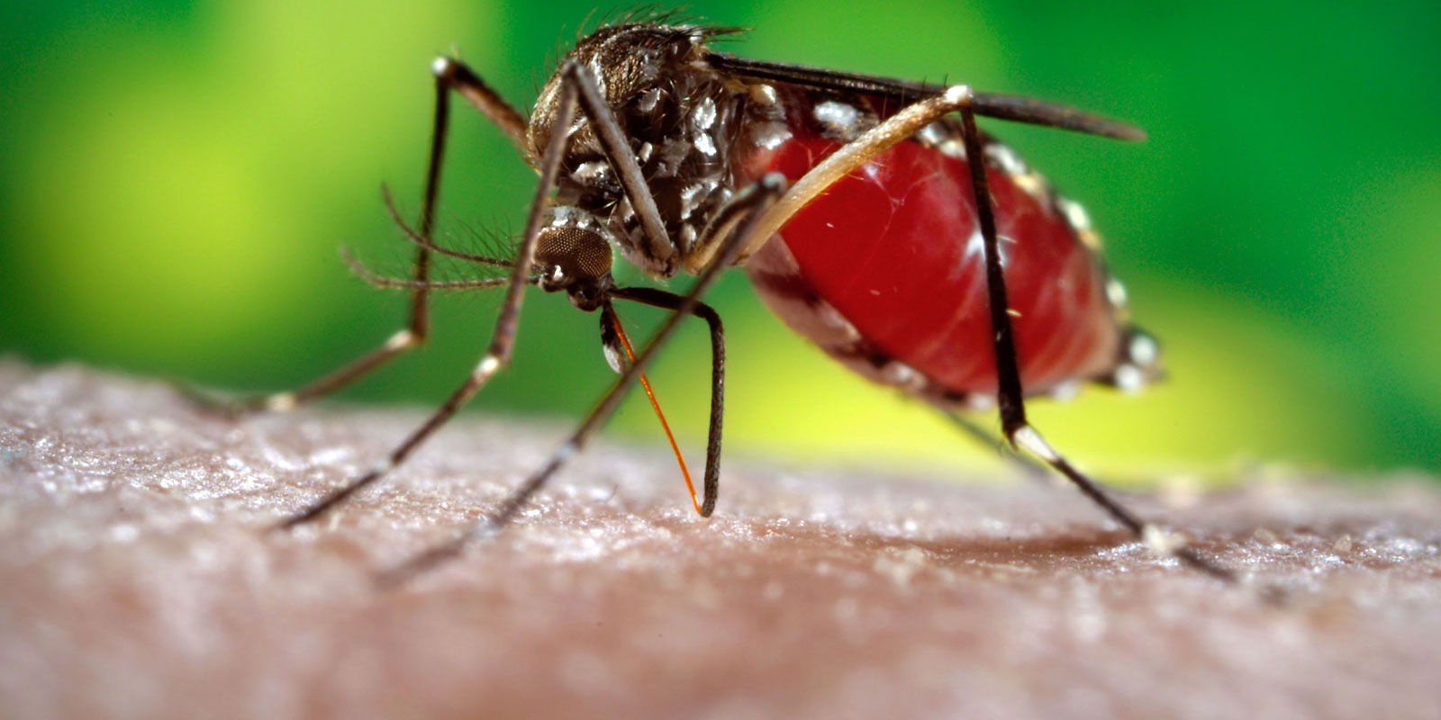 Home Remedies to protect yourself from Dengue