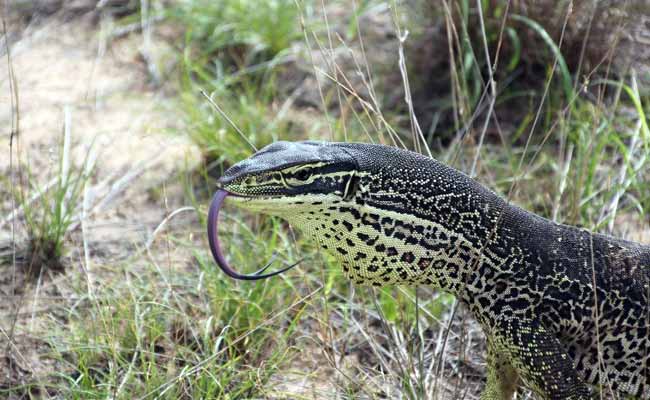 Australian Giant Monitor Lizards Trained To Avoid Eating Toxic Toads