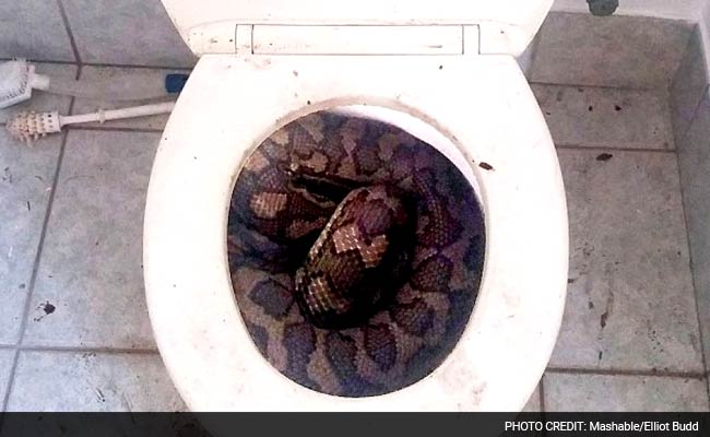 Huge snake found in western toilet seat